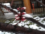 好雪知时节~这样的云台古镇你见过么？