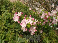 百大嘉苑小区内景图