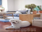 一猫一狗与绿植装点下的LOFT理想家