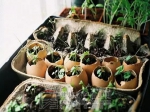 花盆买回来 一定要这样处理一下再种花